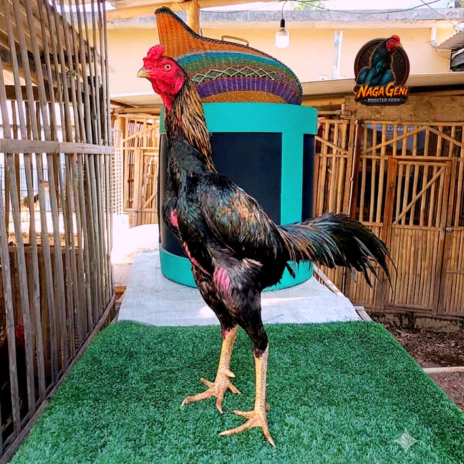 Pakhoy Black Golden